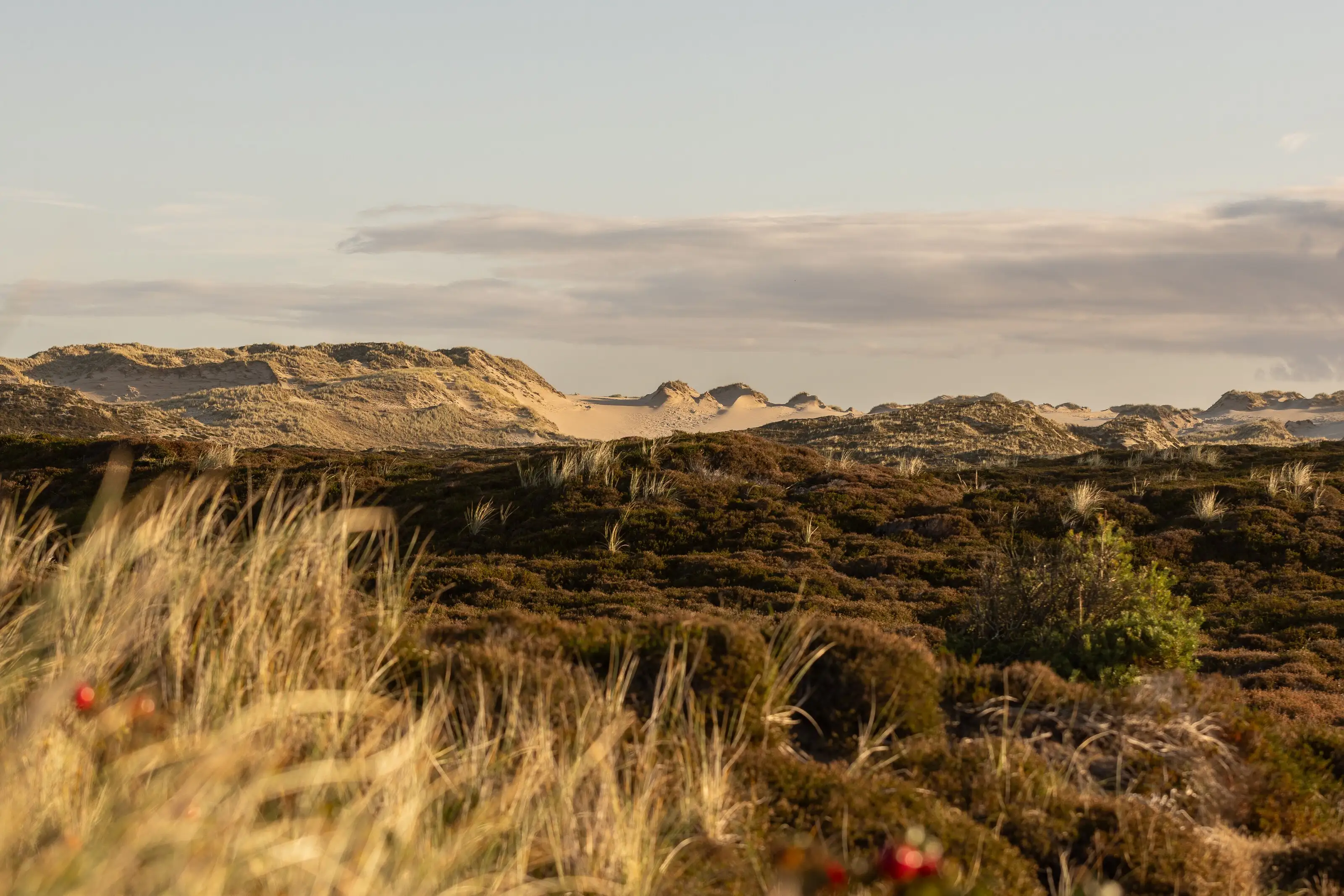 Heide und Dünen auf Sylt im Abendlicht